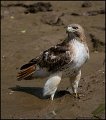 _1SB9835 red-tailed hawk at Reedy Creek